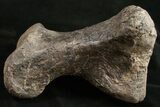 Hefty Sauropod (Diplodocus) Metatarsal - Dana Quarry #10127-1